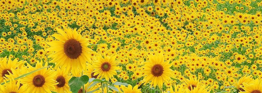 Simple Church With Janet